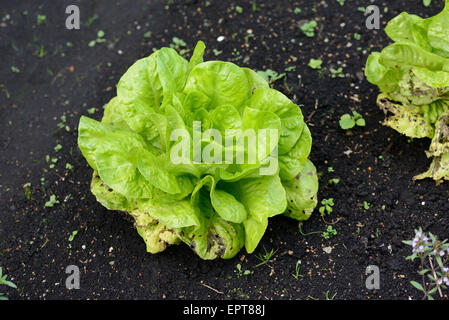 Close-up di lattughe (Lactuca sativa) in un giardino in estate, Baviera, Germania Foto Stock