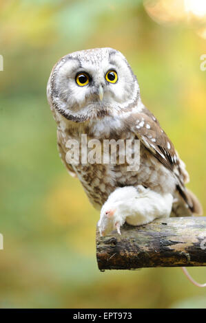 Close-up di Gufo boreale (Aegolius funereus) con la preda in autunno, il Parco Nazionale della Foresta Bavarese, Baviera, Germania Foto Stock