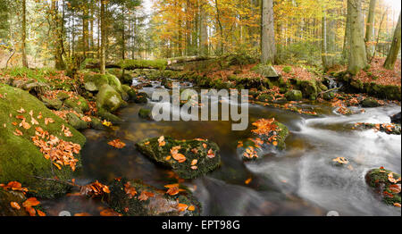 Il paesaggio di un flusso (Kleine ohe) fluente attraverso il bosco in autunno, il Parco Nazionale della Foresta Bavarese, Baviera, Germania Foto Stock