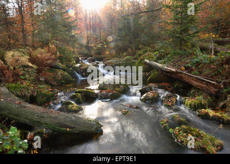 Il paesaggio di un fiume (Kleine ohe) fluente attraverso il bosco in autunno, il Parco Nazionale della Foresta Bavarese, Baviera, Germania Foto Stock