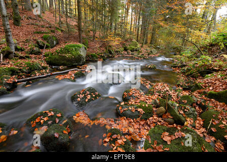 Il paesaggio di un fiume (Kleine ohe) fluente attraverso il bosco in autunno, il Parco Nazionale della Foresta Bavarese, Baviera, Germania Foto Stock