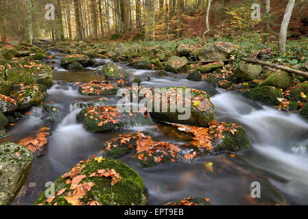 Il paesaggio di un fiume (Kleine ohe) fluente attraverso il bosco in autunno, il Parco Nazionale della Foresta Bavarese, Baviera, Germania Foto Stock