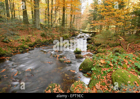 Il paesaggio di un fiume (Kleine ohe) fluente attraverso il bosco in autunno, il Parco Nazionale della Foresta Bavarese, Baviera, Germania Foto Stock