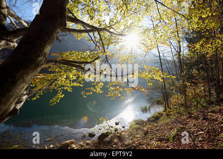 Europea di faggio (Fagus sylvatica) albero vicino Langbathsee in autunno, Austria Foto Stock