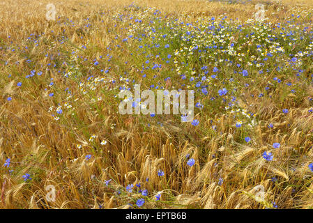 Campo di orzo con Cornflowers (Centaurea cyanus) e camomilla (Matricaria chamomilla), Hoher Meissner, Hesse, Germania Foto Stock