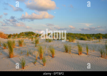 Dune in estate al tramonto, Norderney, Frisia orientale, Isola del Mare del Nord, Bassa Sassonia, Germania Foto Stock