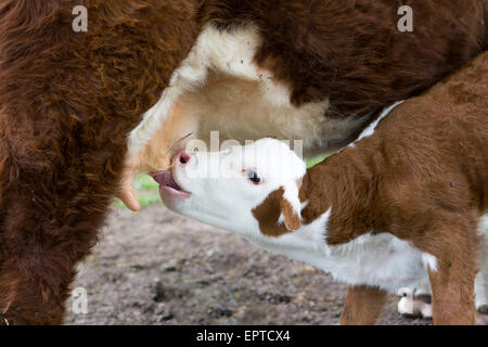 Hereford vitello di latte da bere al cucchiaio di vacca madre nei Paesi Bassi, vicino shot Foto Stock