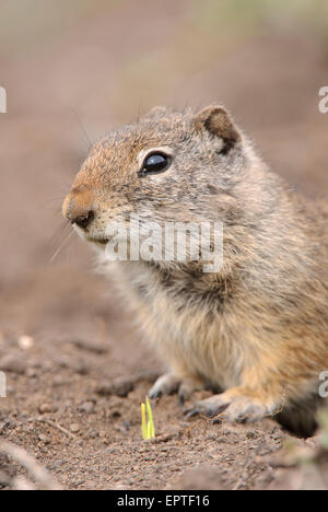 Uinta Scoiattolo di terra (Spermophilus armatus), il Parco Nazionale di Yellowstone, Wyoming' Foto Stock