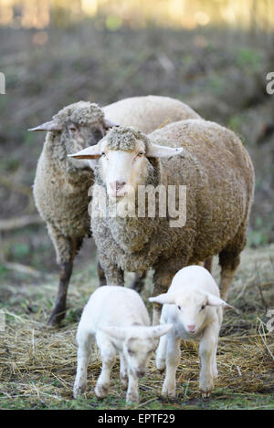 Close-up di una casa-pecore (Ovis orientalis aries) madre con i suoi due agnelli su un prato in primavera, Baviera, Germania Foto Stock