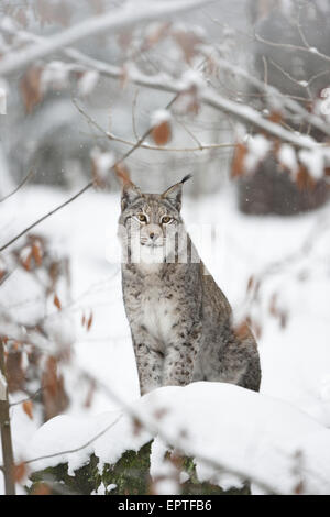 Ritratto di lince euroasiatica (Lynx lynx) in inverno, Germania Foto Stock