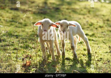 Ritratto di due agnelli (Ovis orientalis aries) sul prato in primavera, Alto Palatinato, Baviera, Germania Foto Stock