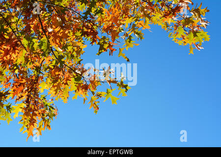 Quercia rossa foglie in autunno, Boppard, Rhein-Hunsruck-distretto, Renania-Palatinato, Germania Foto Stock