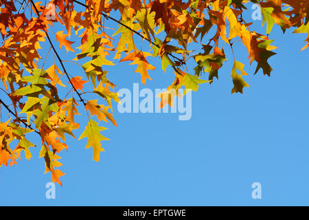 Quercia rossa foglie in autunno, Boppard, Rhein-Hunsruck-distretto, Renania-Palatinato, Germania Foto Stock