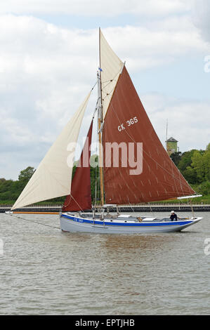Oyster storico smack CK365 - Transcur - barca a vela nel Porto di Harwich,UK. Ella è di circa35 piedi lungo ed è stato costruito nel1889. Foto Stock