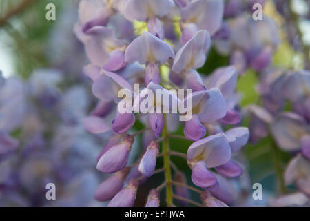 Fiori di glicine, vicino uo Foto Stock