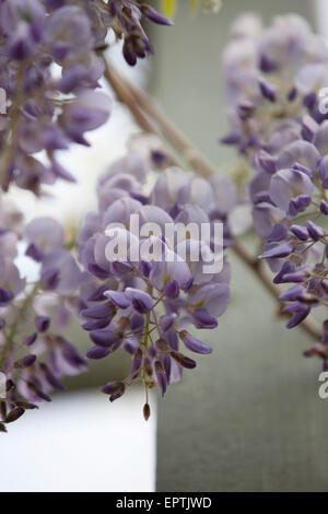 Un vitigno di glicine in fiore Foto Stock