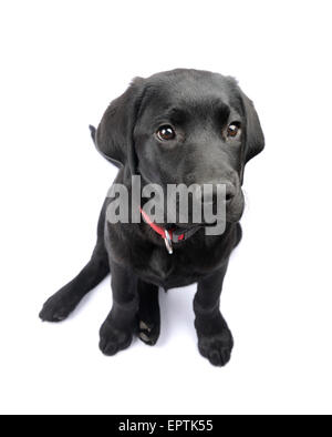 Nero simpatico Labrador Retriever cucciolo cercando di tagliare fuori isolati su sfondo bianco Foto Stock