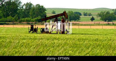 Rantoul, Kansas 6-13-2014 pozzi di estrazione in un pascolo del bestiame. Olio di singoli pozzetti di estrazione non produrre più di quindici di barili di petrolio equivalente al giorno per un periodo di dodici mesi. Negli Stati Uniti d'America, uno ogni sei barili di petrolio greggio prodotto proviene da una marginale e olio, e oltre il 85 percento del numero totale di petrolio degli Stati Uniti i pozzi sono ora classificati come tali. Ci sono oltre 420.000 di questi pozzi negli Stati Uniti, e insieme producono quasi 915,000 barili (145,500Êm3) di olio al giorno, 18 percento di produzione negli Stati Uniti. Credito: Mark Reinstein Foto Stock