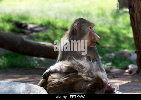 Hamadryas baboon casualmente munches foglia nella luce solare morbido. La testa viene ruotata mentre mangia. Foto Stock