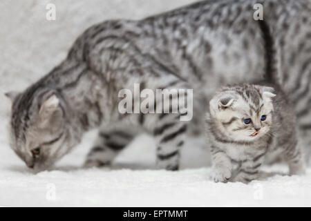 Grande Mamma Scottish Fold gatto e gattino che posano su sfondo bianco fur Foto Stock
