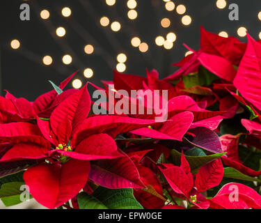 Red poinsettia fioritura con luci e scuro dello sfondo Foto Stock