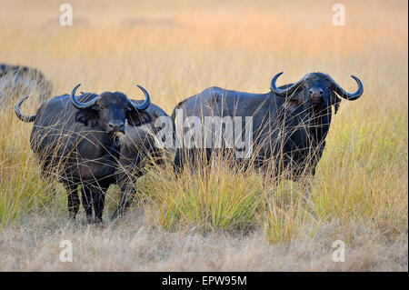 Bufali africani o bufali del capo (Syncerus caffer), stando in erba alta, la luce del mattino, South Luangwa National Park Foto Stock
