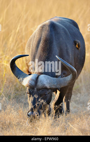 Bufalo africano o Bufalo del capo (Syncerus caffer), alimentando nella luce del mattino, South Luangwa National Park, Zambia Foto Stock