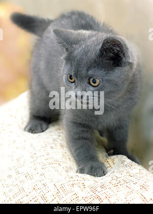 Razza britannica gattino fumoso-colore grigio durante la riproduzione Foto Stock