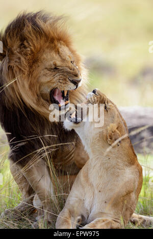 Lion (Panthera leo), lion giovane coppia coniugata, sibilo a vicenda, il Masai Mara riserva nazionale, Kenya Foto Stock