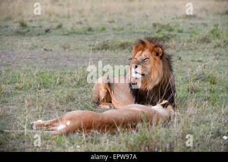 I Lions (Panthera leo), lion coppia giacendo in erba, il maschio di custodire il suo compagno, il Masai Mara riserva nazionale, Kenya Foto Stock