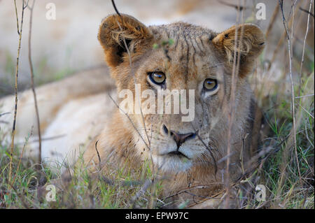 Giovane Leonessa (Panthera leo) giacenti in erba alta, South Luangwa National Park, Zambia Foto Stock