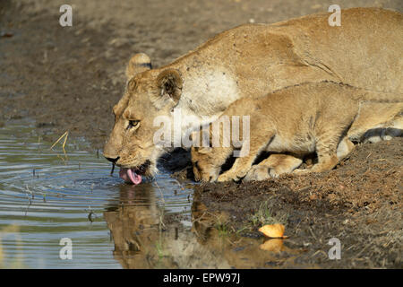 Leonessa (Panthera leo) con il suo cucciolo bevendo al waterhole, South Luangwa National Park, Zambia Foto Stock