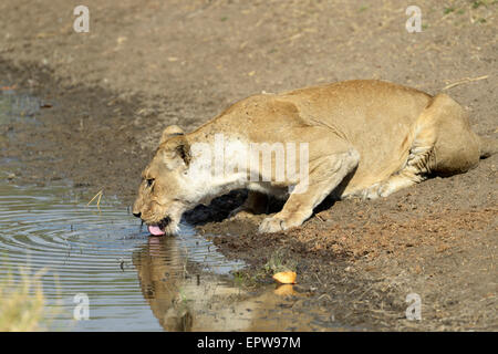 Leonessa (Panthera leo) bevendo al waterhole, South Luangwa National Park, Zambia Foto Stock