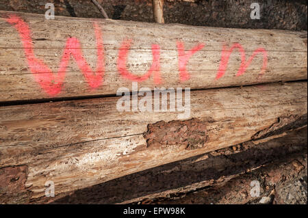 Sbucciate i registri di abete rosso (Picea abies) etichettate con "Würm", tedesco per "worm", Baviera, Germania Foto Stock