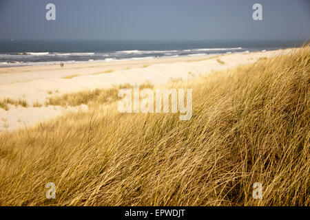 Le dune e la spiaggia principale, Est isola Frisone Spiekeroog, Bassa Sassonia, Germania Foto Stock