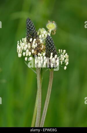 Ribwort piantaggine - Planzago lanceolata pascoli comuni fiore Foto Stock