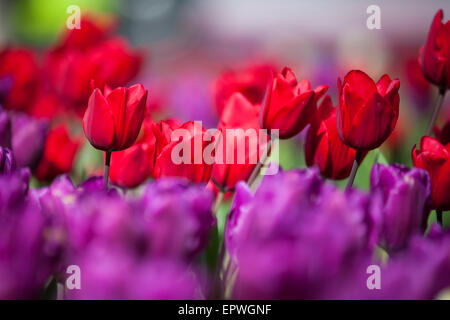 Rosso e viola i tulipani all aperto in un giardino Foto Stock