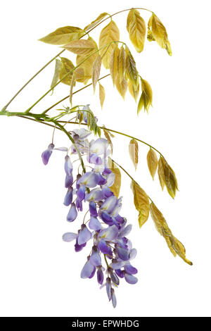 Blooming Wisteria floribunda ramo isolato su bianco Foto Stock