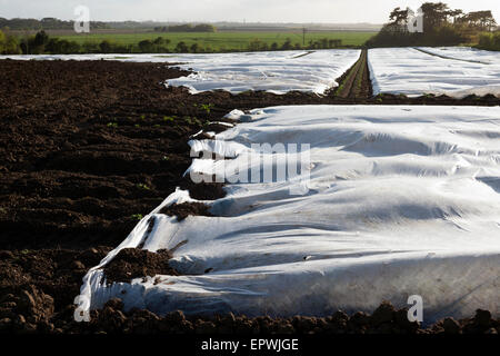Il vello agricoli a copertura di un raccolto di patate, Bawdsey, Suffolk, Regno Unito. Foto Stock