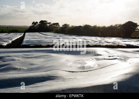 Il vello agricoli a copertura di un raccolto di patate, Bawdsey, Suffolk, Regno Unito. Foto Stock