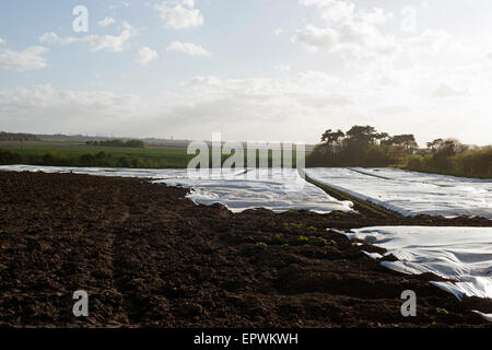 Il vello agricoli a copertura di un raccolto di patate, Bawdsey, Suffolk, Regno Unito. Foto Stock