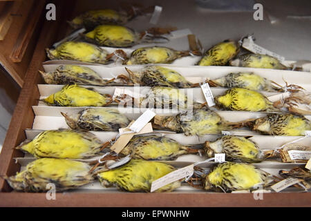 (150522) --NAIROBI, 22 maggio 2015 (Xinhua) -- Foto scattata il 21 Maggio 2015 mostra esemplari di Clarke's tessitore al Museo Nazionale del Kenya a Nairobi in Kenya. Clarke's weaver è endemica in Kenya. Essa è minacciata dalla perdita di habitat. Uicn elencati come una specie in via di estinzione. Il 22 maggio è contrassegnato come la Giornata Internazionale per la diversità biologica con il tema di questo anno la biodiversità per lo sviluppo sostenibile a sottolineare che l'umanità di destino è altamente legato con la diversità biologica. (Xinhua/Sun Ruibo) Foto Stock