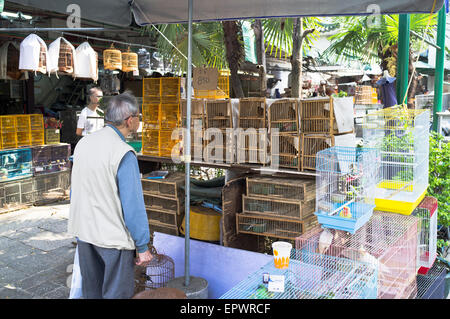 Dh Yuen po mercato degli uccelli Mong Kok di Hong Kong uomo cinese bird market shop asia del cliente Foto Stock