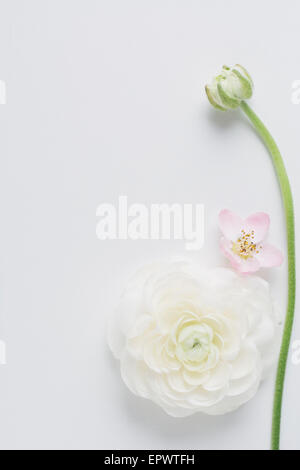 White ranuncoli fiori di rosa fiori di ciliegio Foto Stock