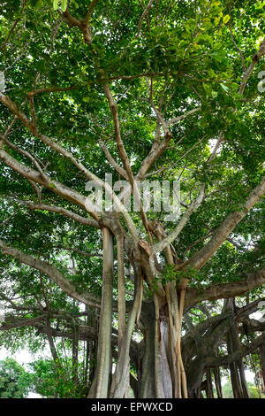 Stati Uniti d'America, Florida, Giove, Banyan alberi Foto Stock