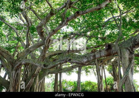 Stati Uniti d'America, Florida, Giove, Banyan alberi Foto Stock