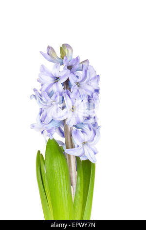 Bella vivacemente giacinti blu isolato su uno sfondo bianco Foto Stock
