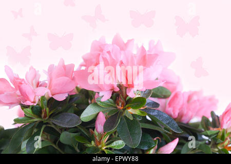 Azalea colore rosa contro con farfalle Foto Stock