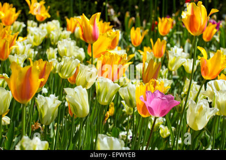 Bella coorful tulipani sul prato di primavera. Foto Stock