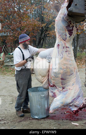 Agricoltore biologico lavaggi off localmente sollevate e raccolte Scottish Highland beef cow Foto Stock